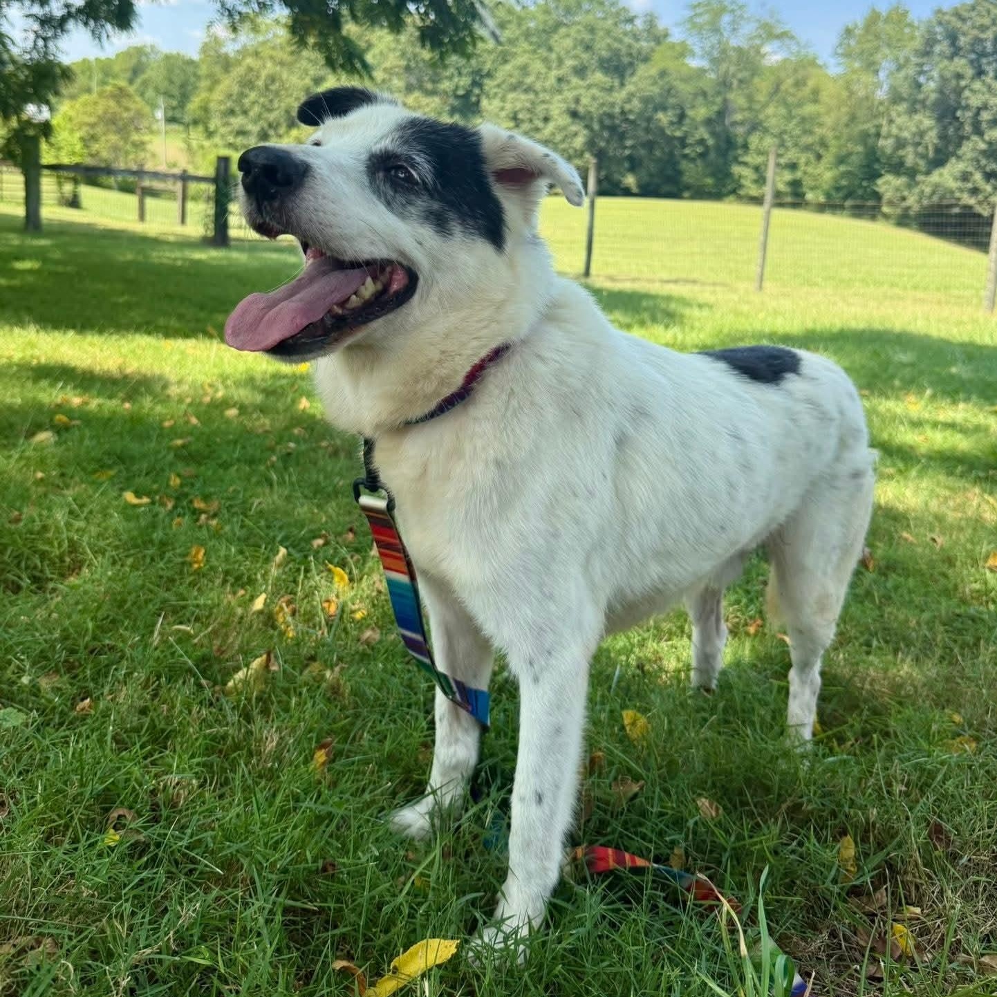 Enlarge Menard, a Adoptable mixed breed in Wheelersburg, OH image 5/6