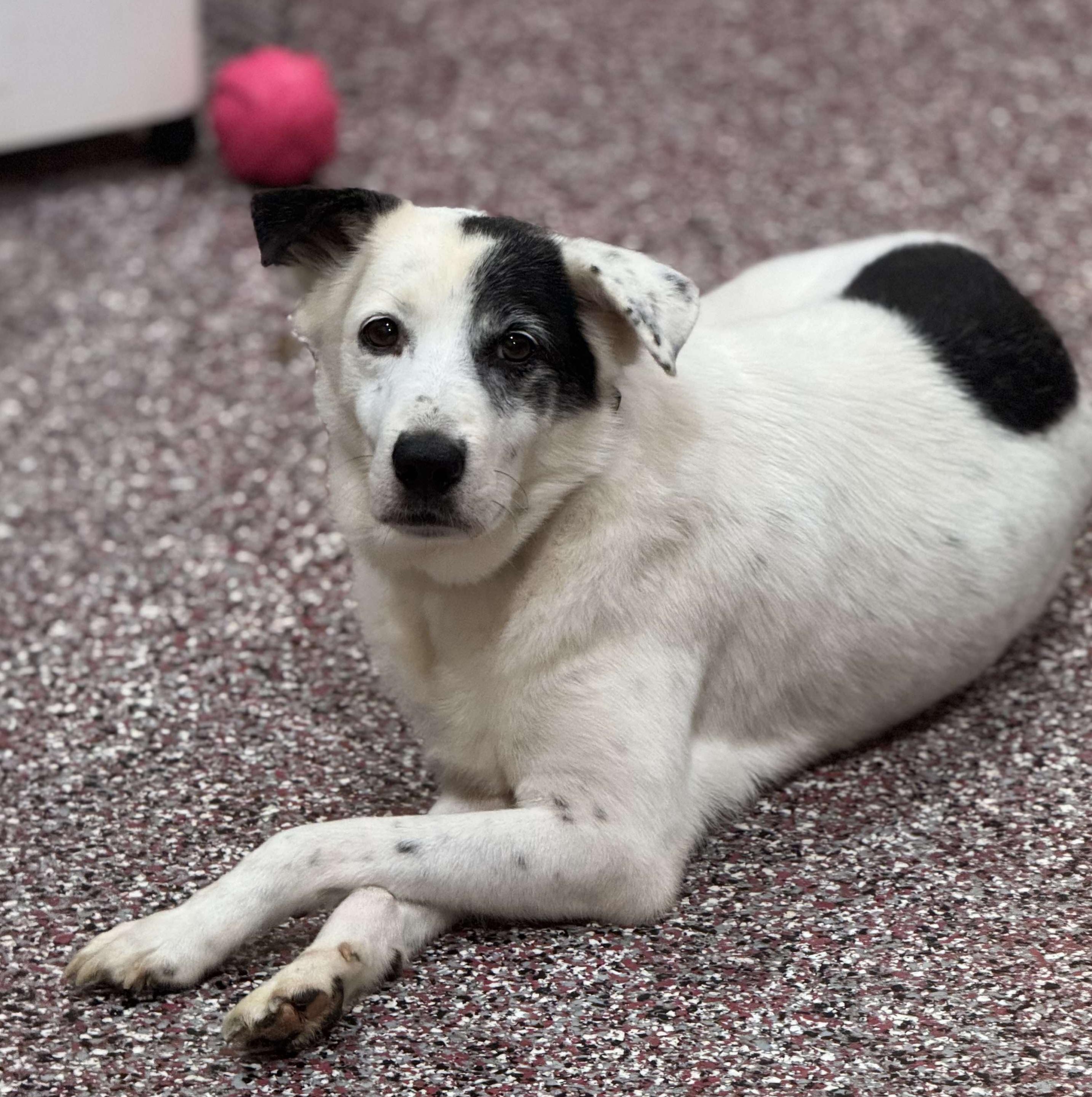 Enlarge Menard, a Adoptable mixed breed in Wheelersburg, OH image 1/6