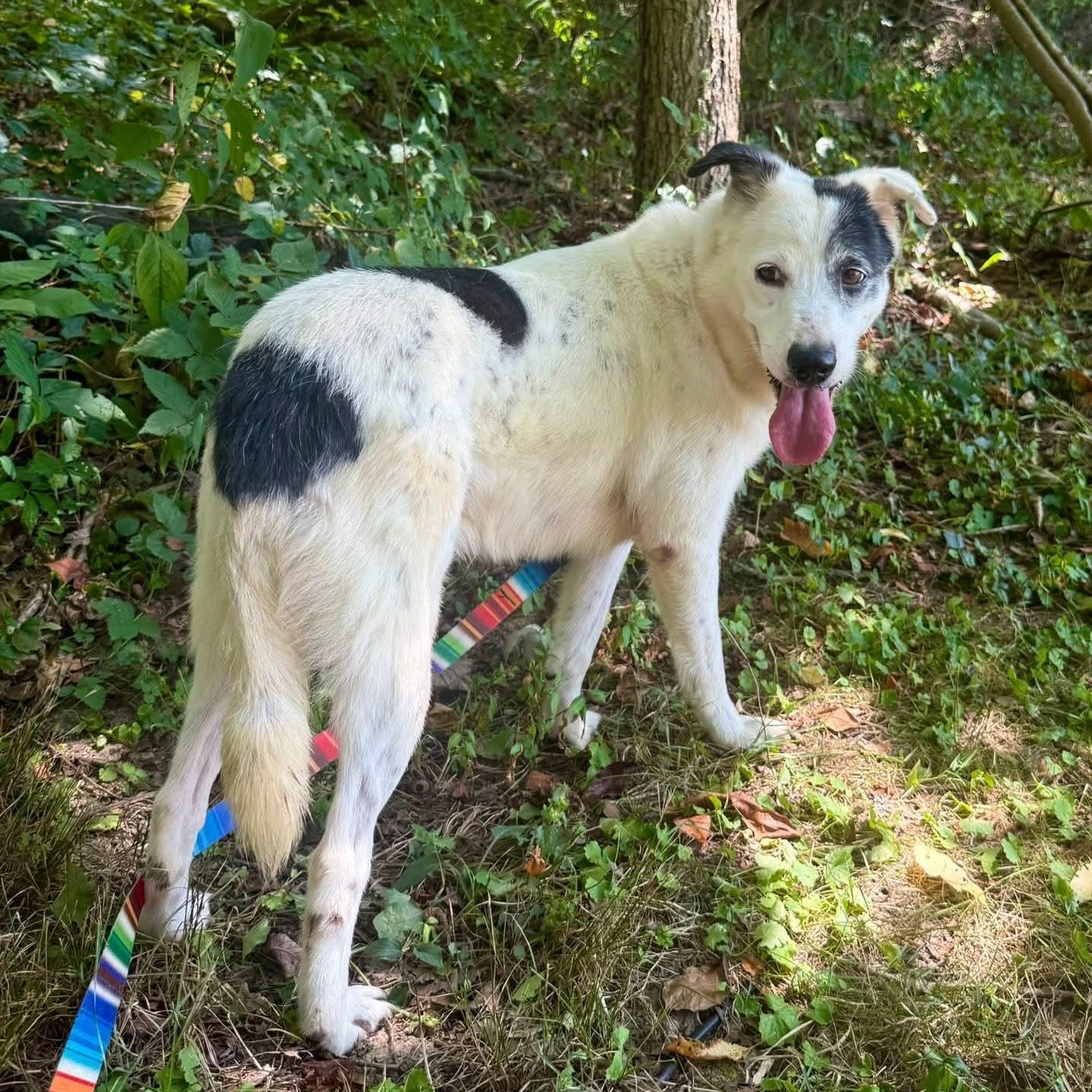 Enlarge Menard, a Adoptable mixed breed in Wheelersburg, OH image 6/6