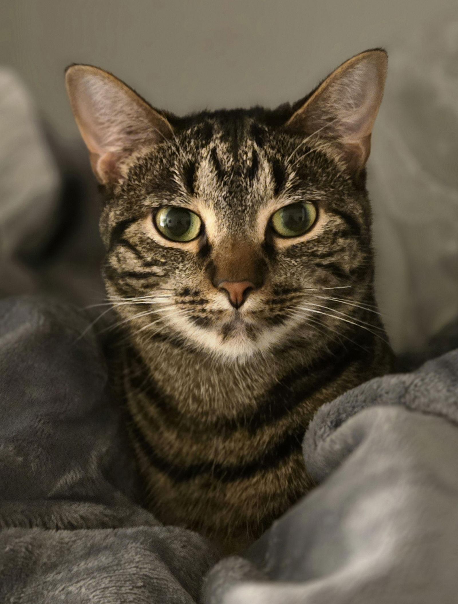 Priya, Adopted, Kitten Female Domestic Short Hair.