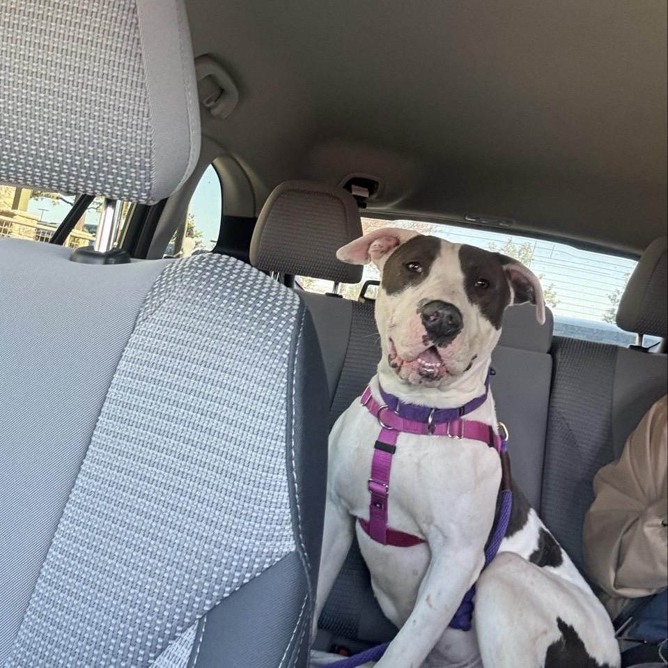 Tony - Mixed Breed