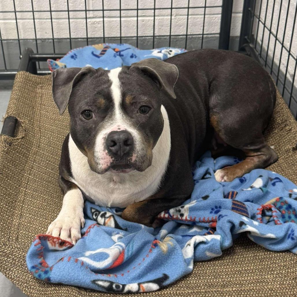 Molly, Adoptable, Adult Female Pit Bull Terrier.