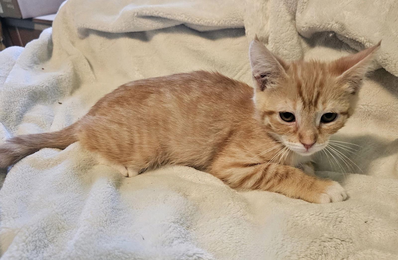 Enlarge Gatsby, a Adopted Domestic Short Hair in El Centro, CA image 1/1