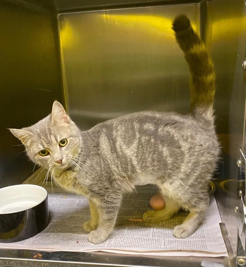 Vale, Adoptable, Adult Female American Shorthair.