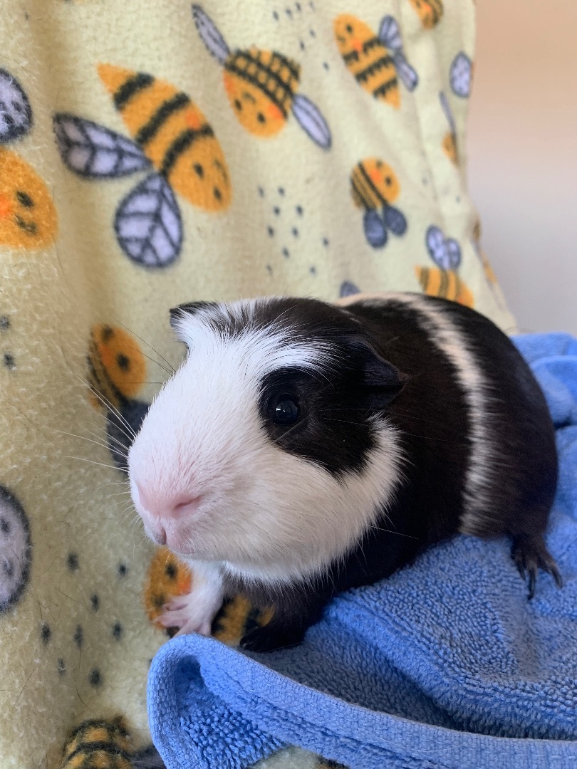 Enlarge George and Kramer, a Adoptable mixed breed in Walnut Grove, CA image 2/4