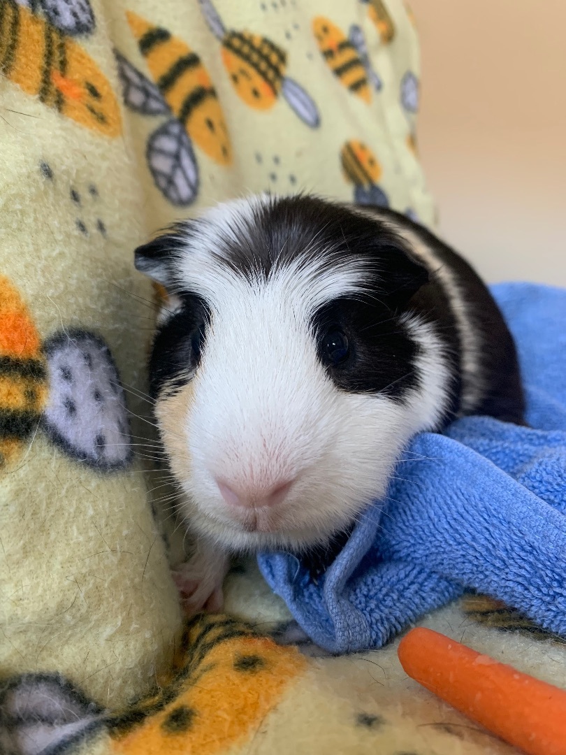 Enlarge George and Kramer, a Adoptable mixed breed in Walnut Grove, CA image 3/4