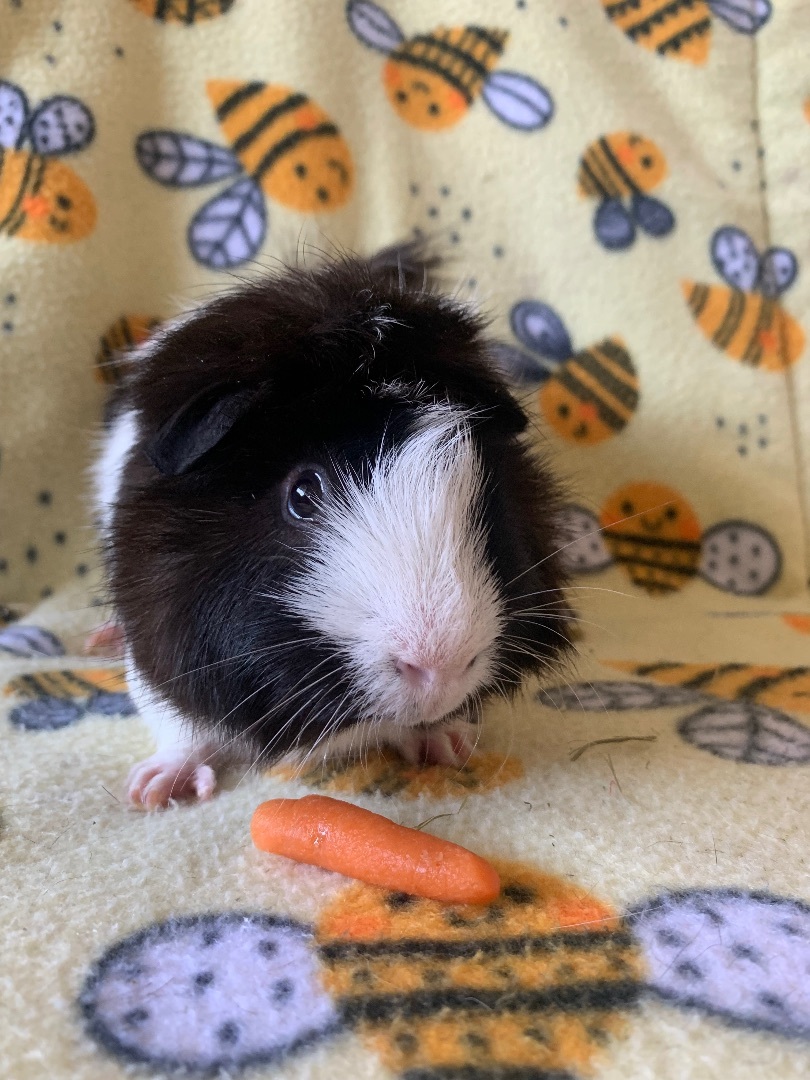 George and Kramer, Adult Male unknown