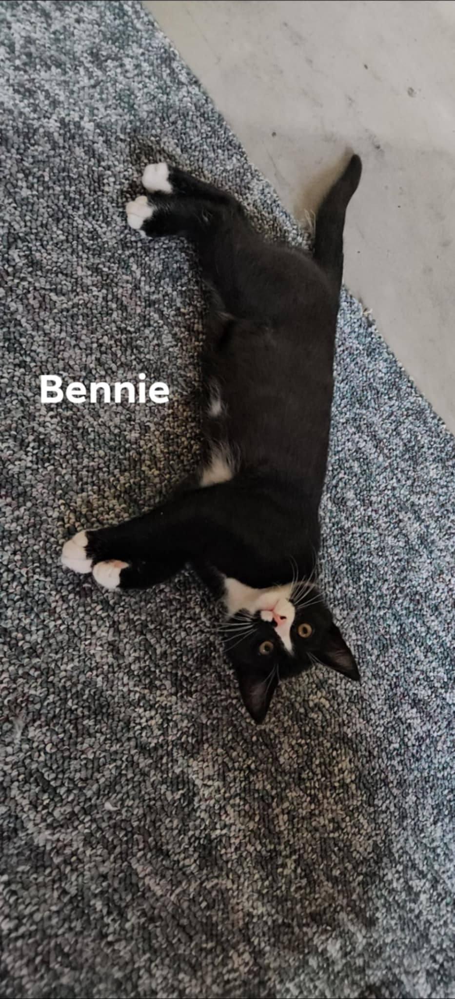 Bennie, ADOPTABLE, Kitten Male Domestic Short Hair.