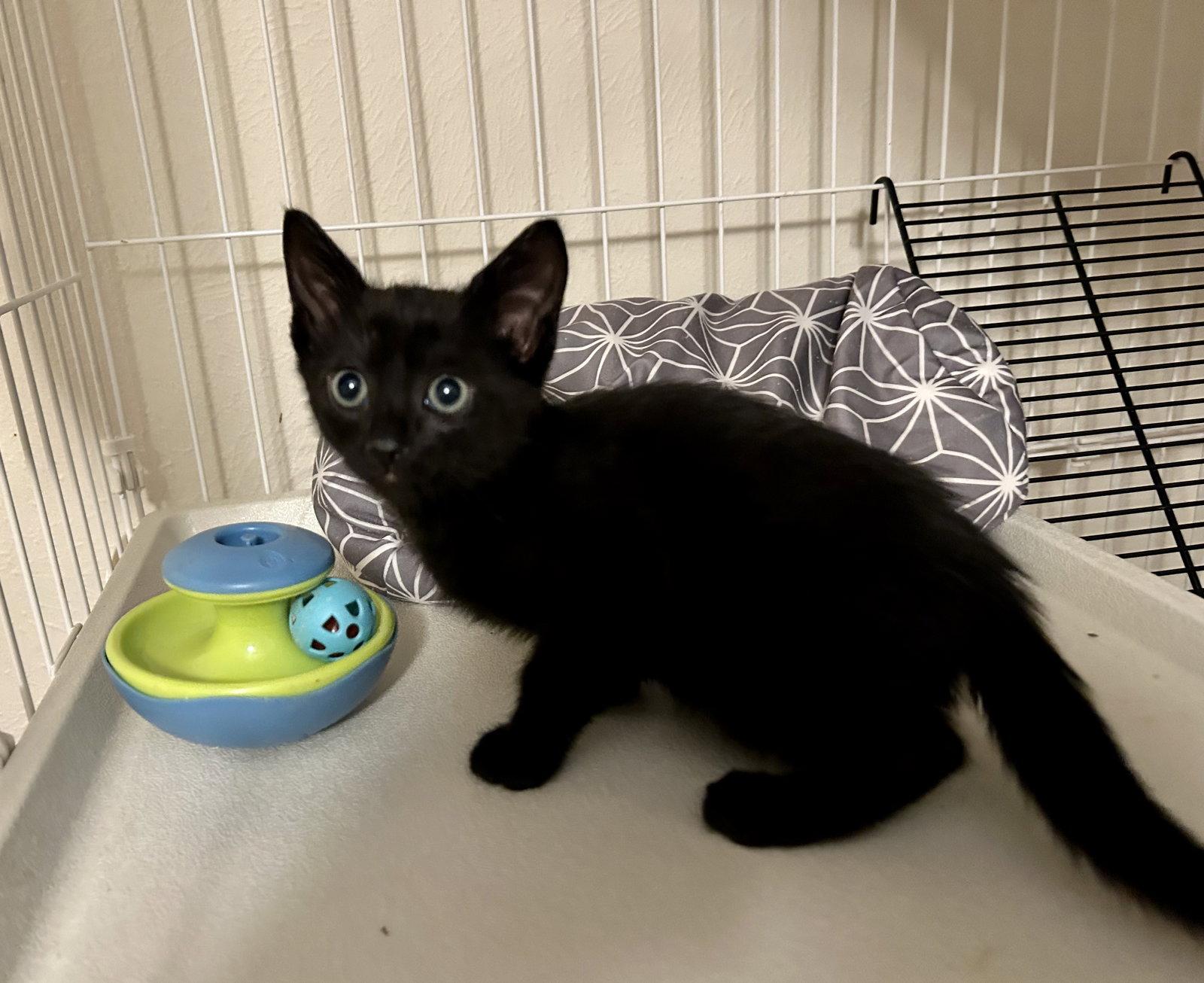 Ripley, Adopted, Kitten Male Domestic Short Hair.