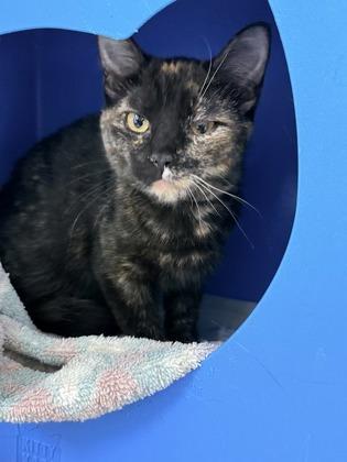 Enlarge Tootsie, a Adoptable mixed breed in Gwinn, MI image 1/1