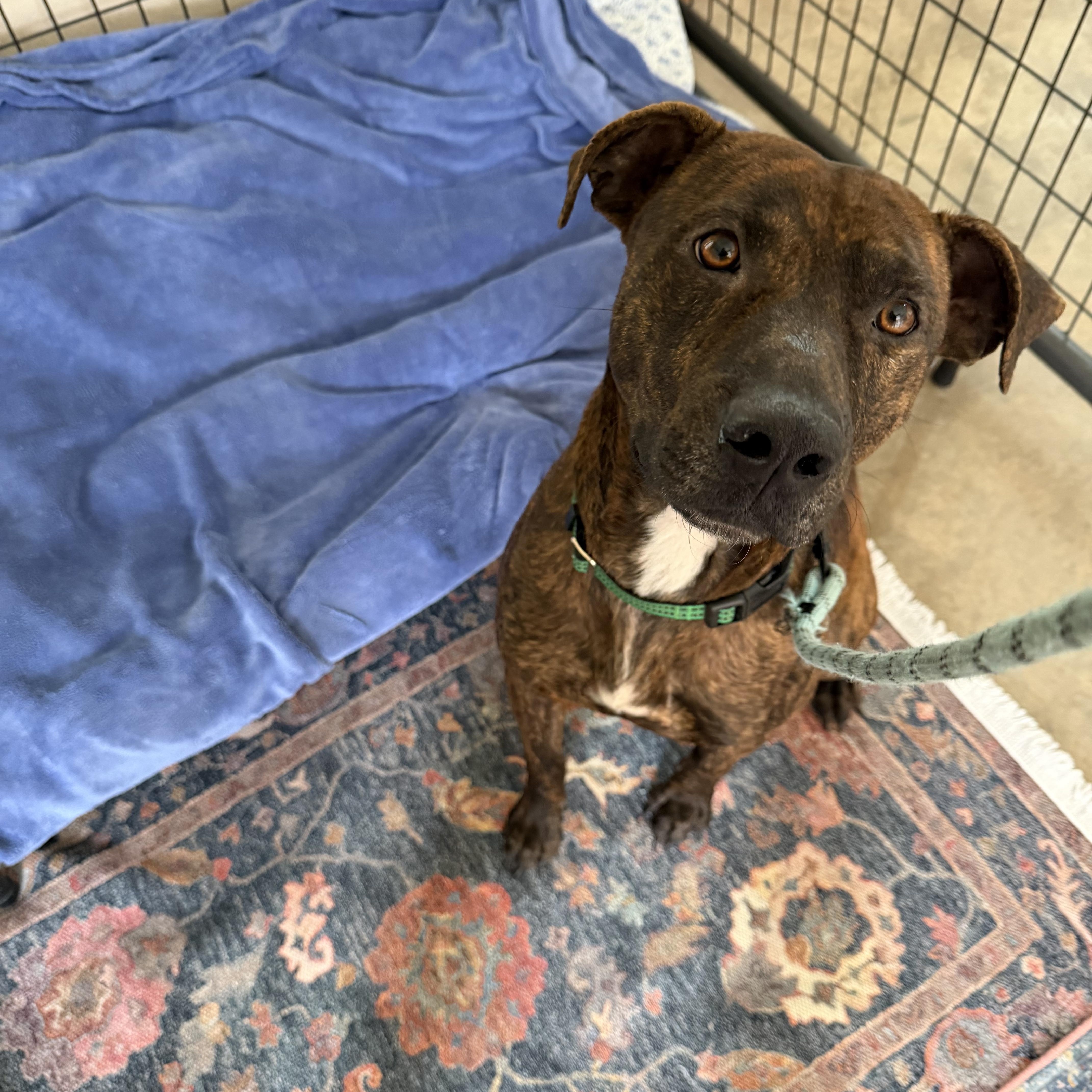 Enlarge Ralphie, a Adoptable American Staffordshire Terrier in Brattleboro, VT image 2/5