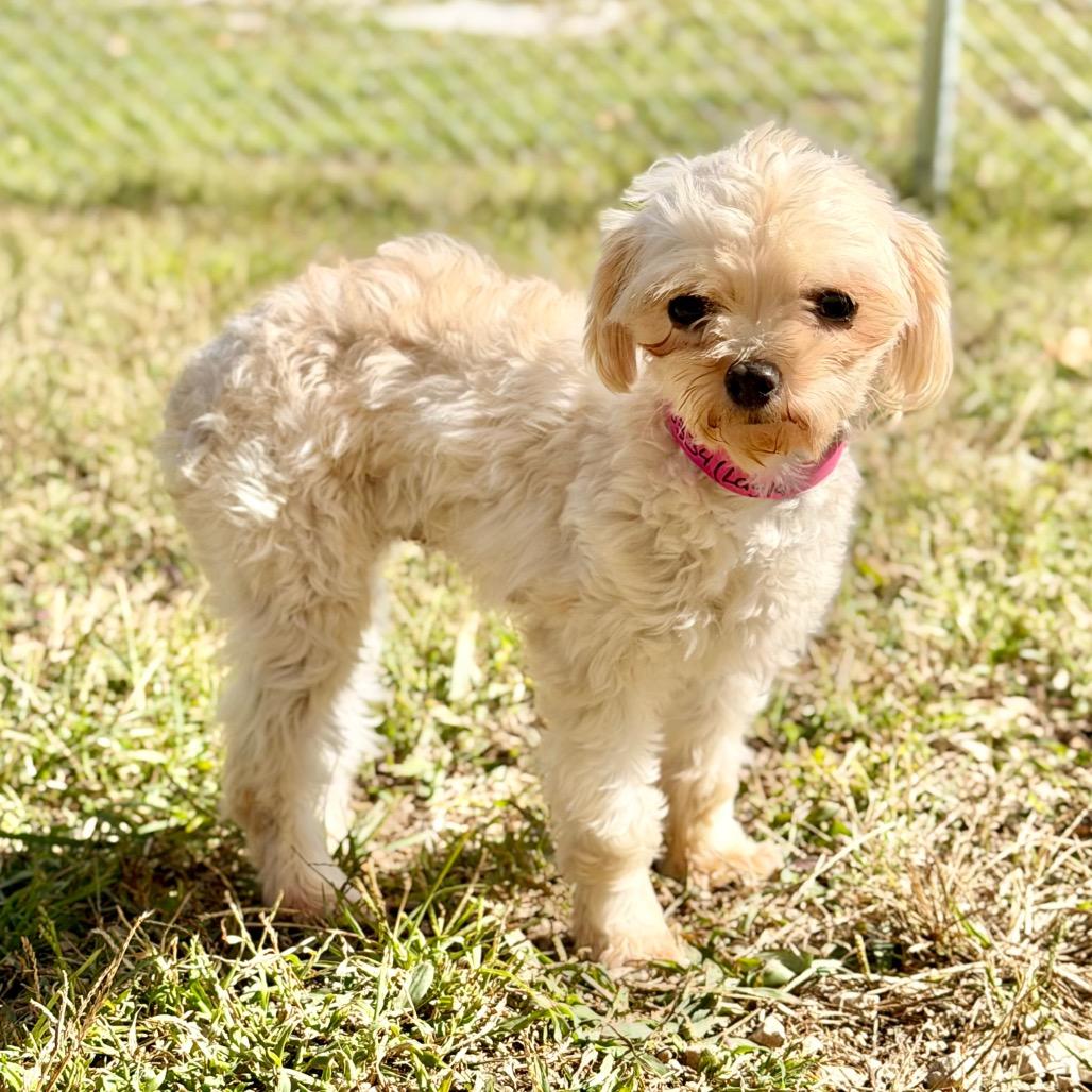 Enlarge Layla - Missouri (OT26-03), a Adoptable mixed breed in Peyton, CO image 1/6