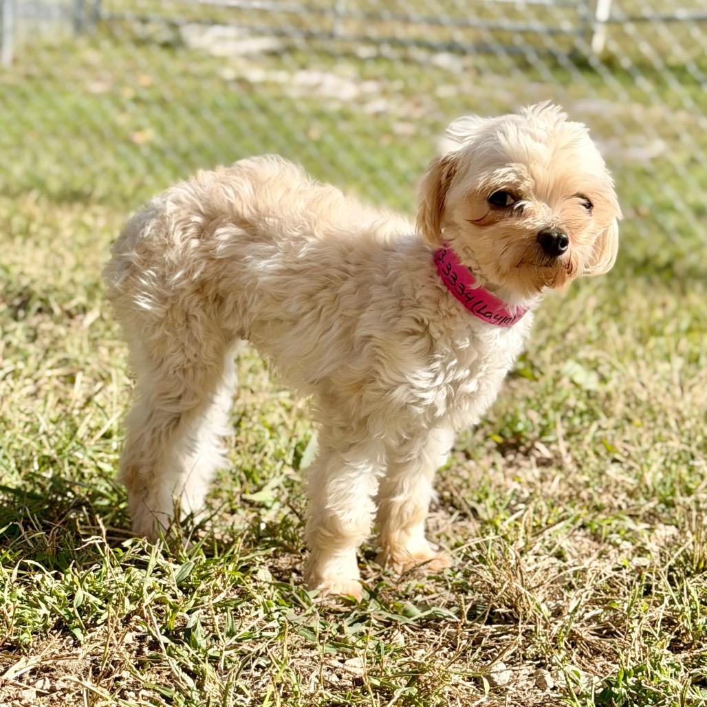 Enlarge Layla - Missouri (OT26-03), a Adoptable mixed breed in Peyton, CO image 2/6