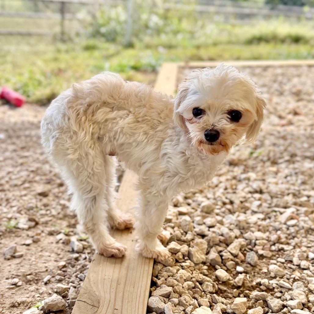 Enlarge Layla - Missouri (OT26-03), a Adoptable mixed breed in Peyton, CO image 3/6