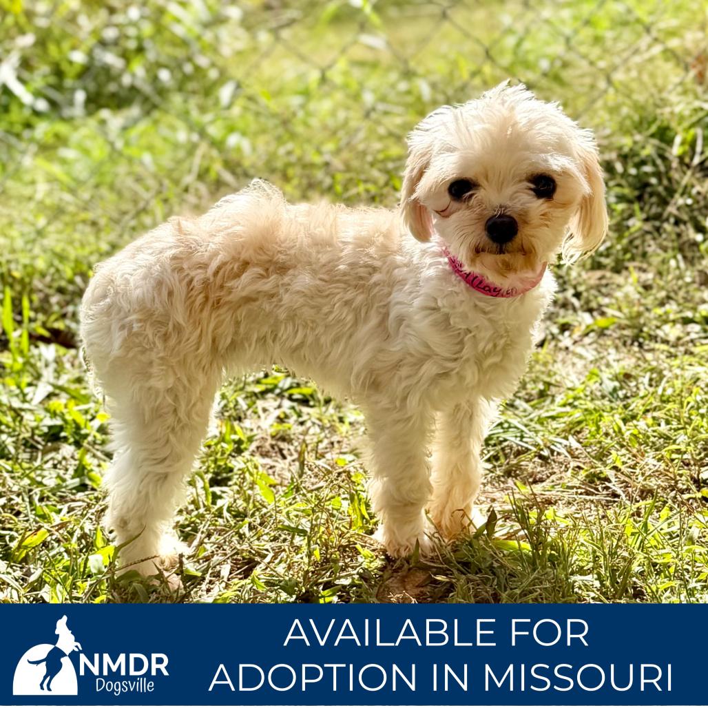 Enlarge Layla - Missouri (OT26-03), a Adoptable mixed breed in Peyton, CO image 4/6