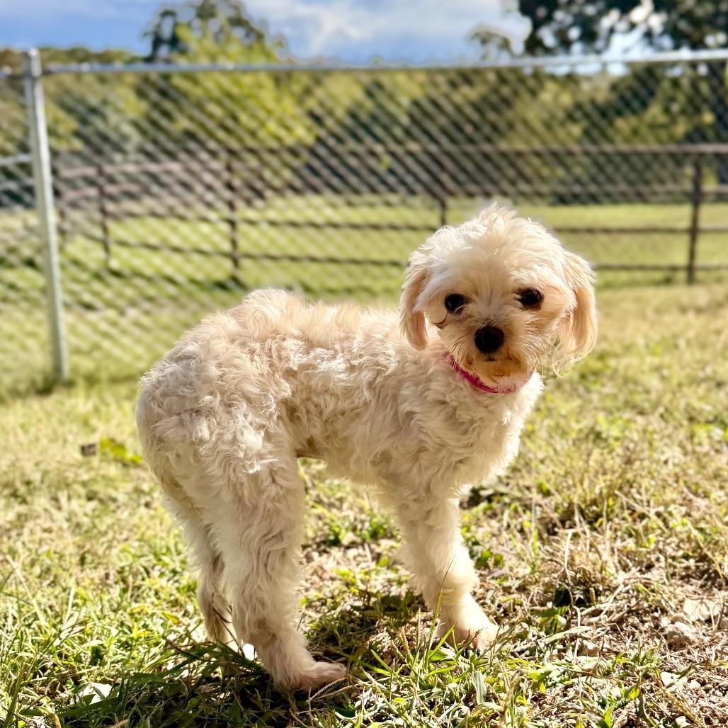 Enlarge Layla - Missouri (OT26-03), a Adoptable mixed breed in Peyton, CO image 6/6