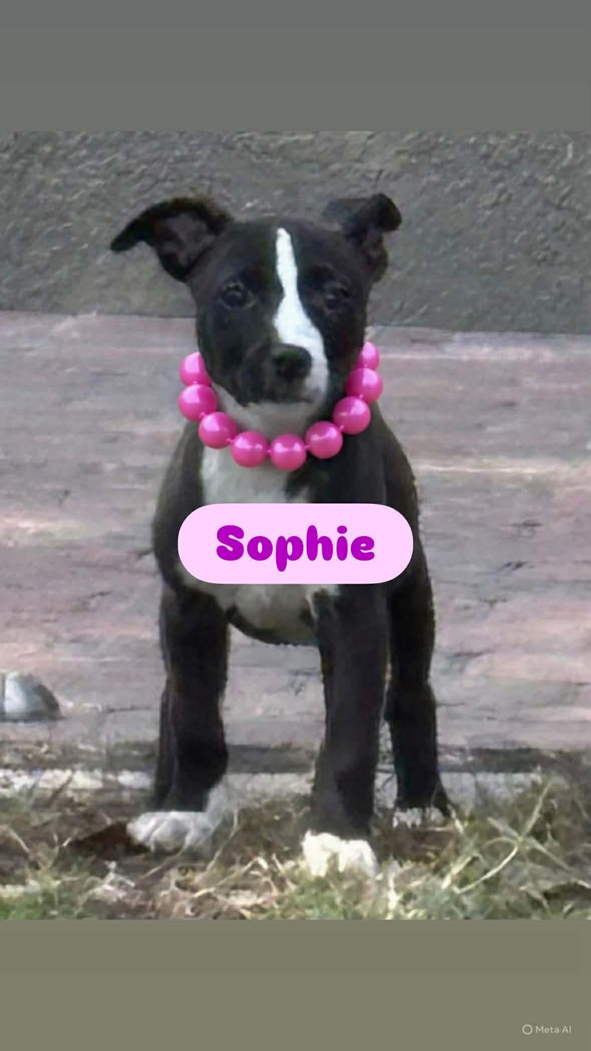 Sophie thumbnail 2