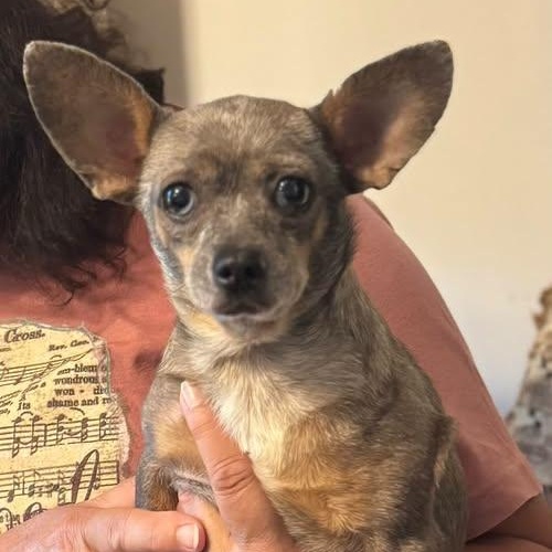 Enlarge Jalapeno, a Adoptable Chihuahua in Matthews, NC image 1/1
