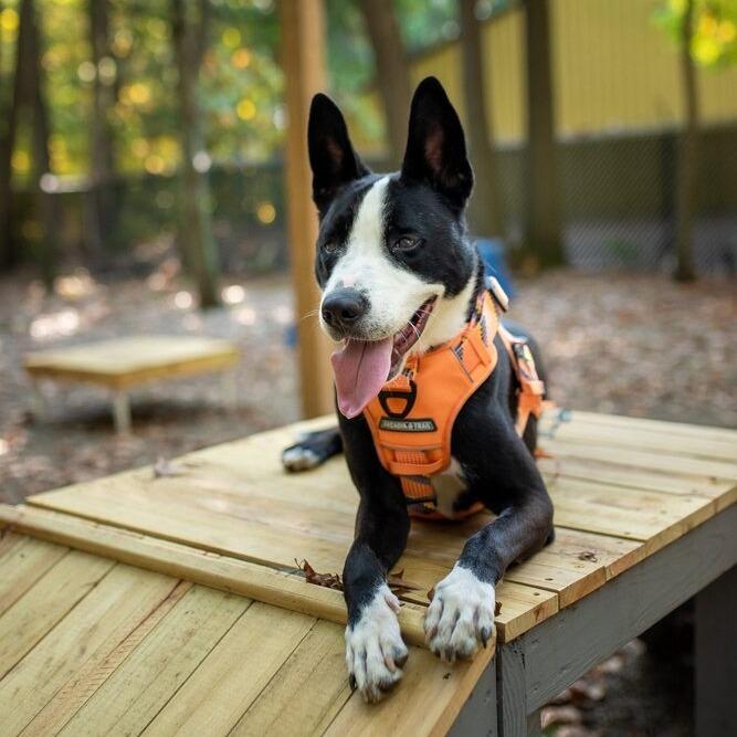 Dublin, a Adoptable mixed breed in Rossville, GA image 1/3