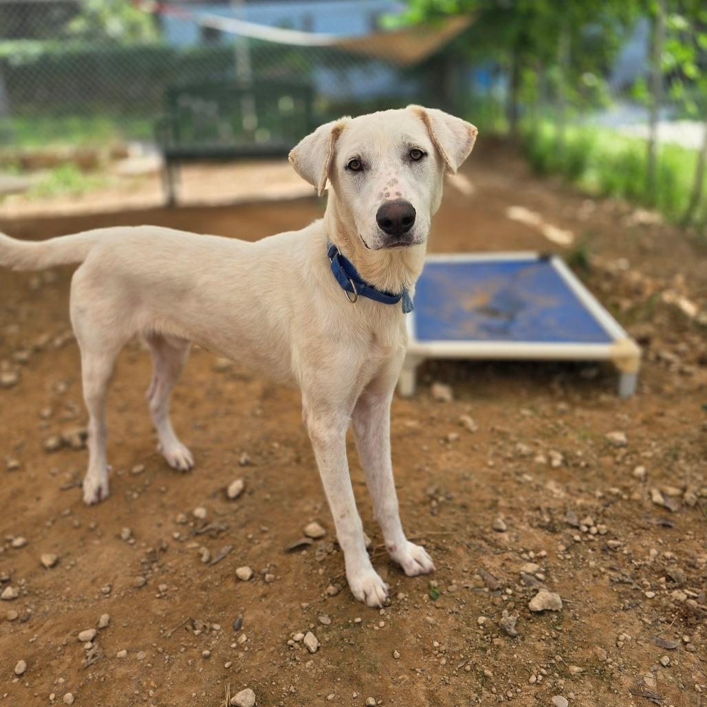 Koya, Adoptable, Young Male Anatolian Shepherd & Great Pyrenees.