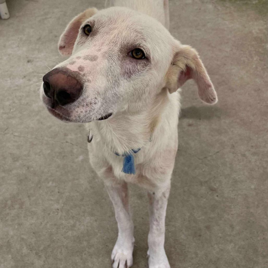 Koya, a Adoptable mixed breed in Portland, OR image 2/6