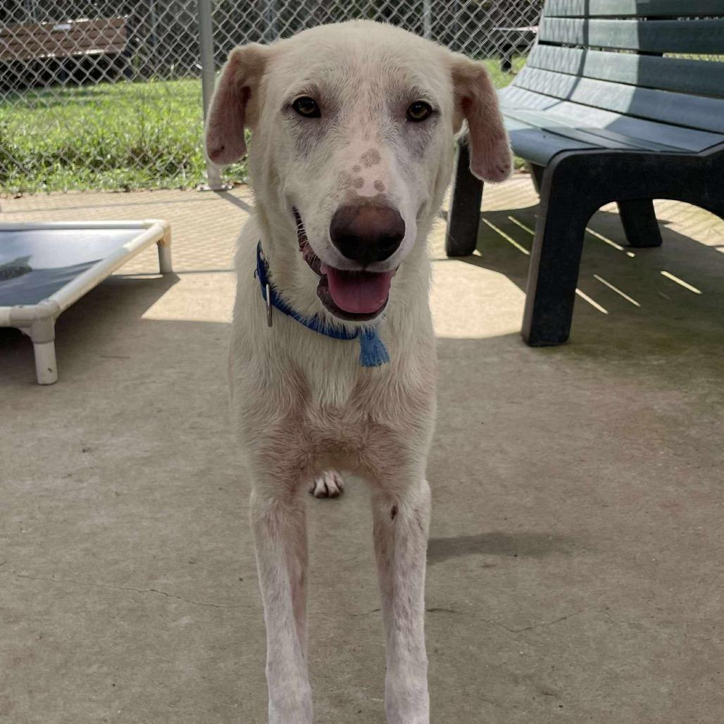 Koya, a Adoptable mixed breed in Portland, OR image 5/6