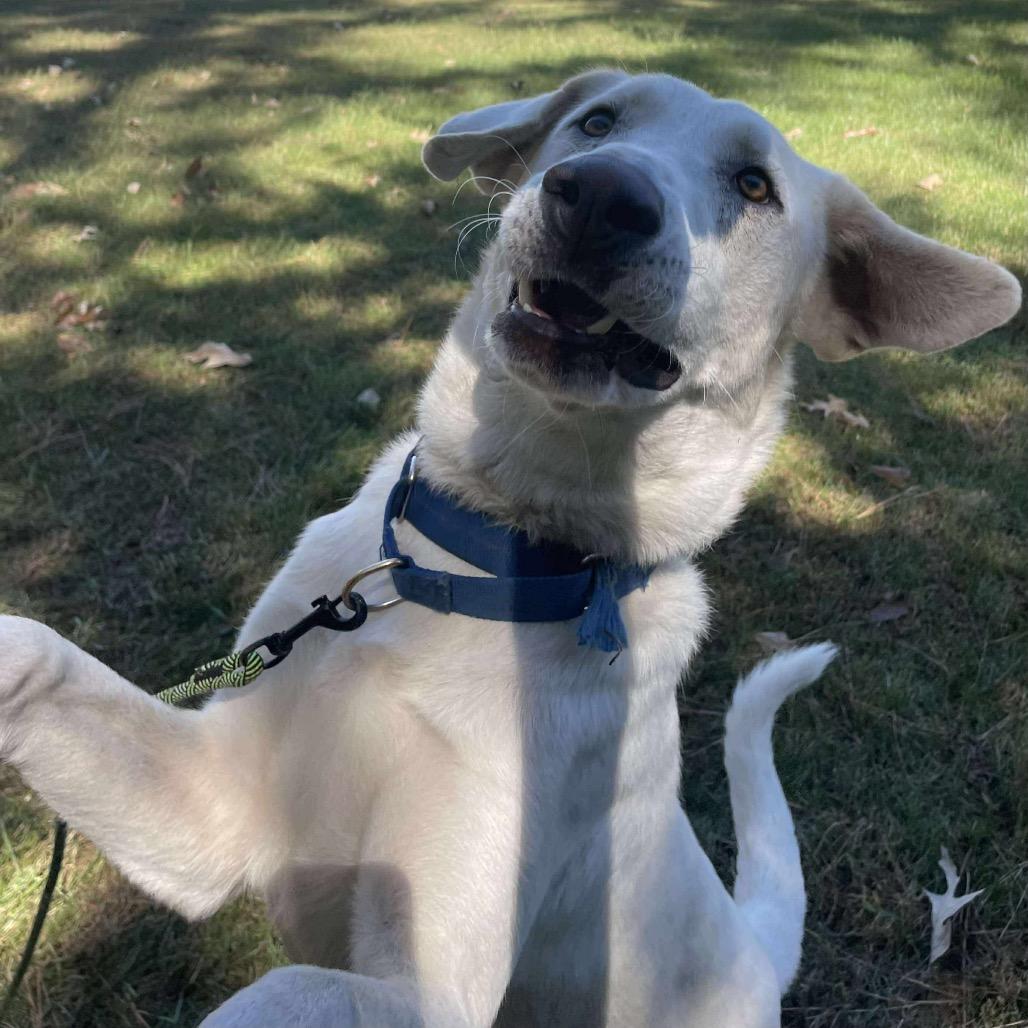 Koya, a Adoptable mixed breed in Portland, OR image 6/6