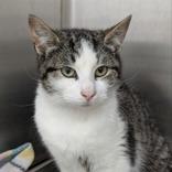 Joe Louis, ADOPTABLE, Adult Male Domestic Short Hair.