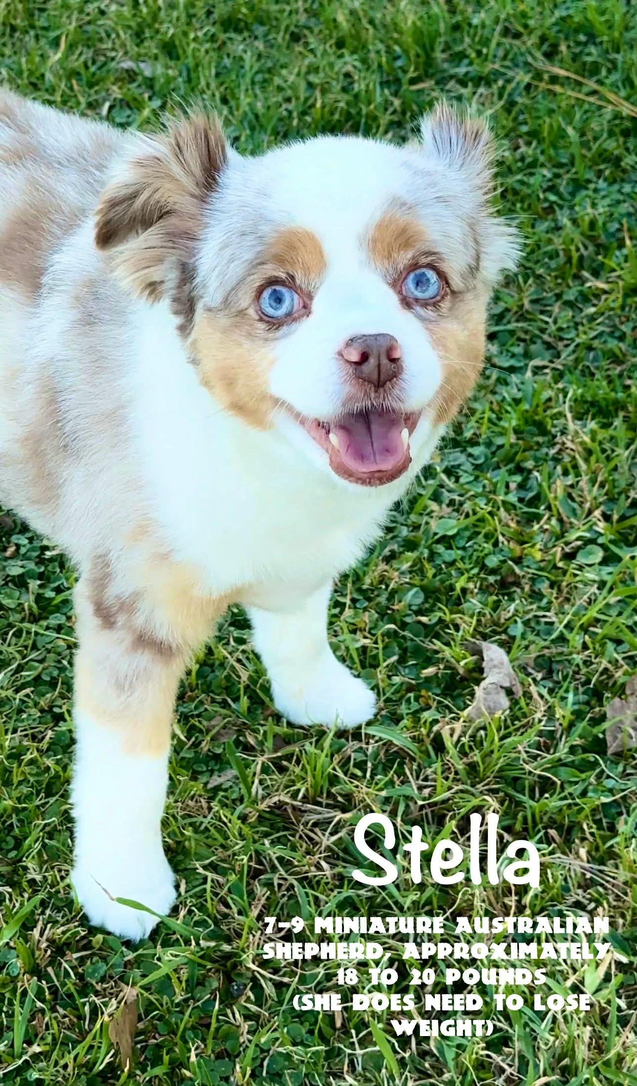 Stella, an adopted Australian Shepherd in Walker, LA image 1/2
