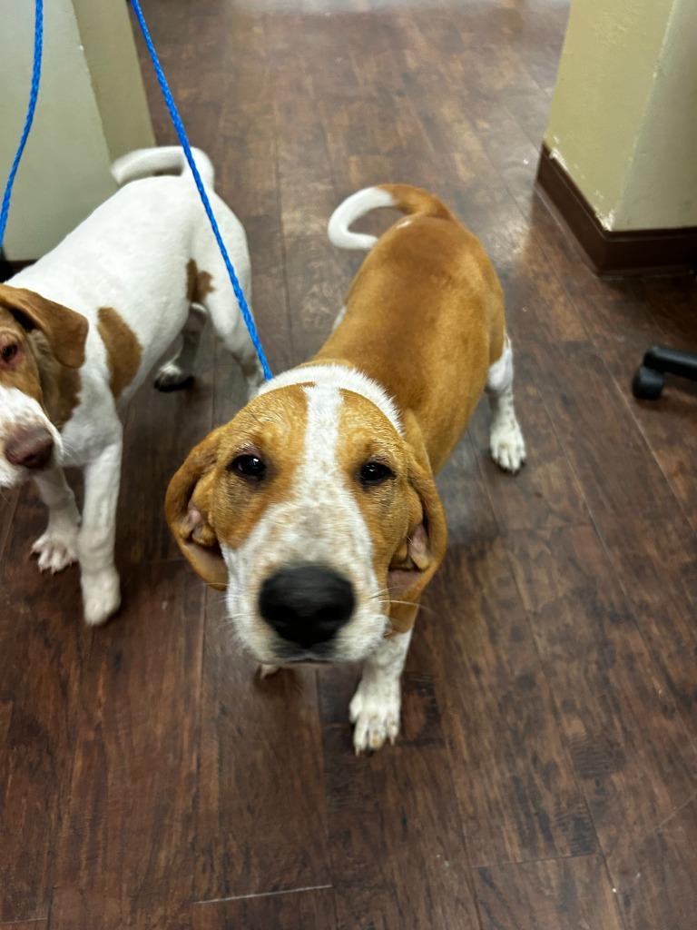 Dog Kennel #5, Adoptable, Puppy Male Hound & Mixed Breed.