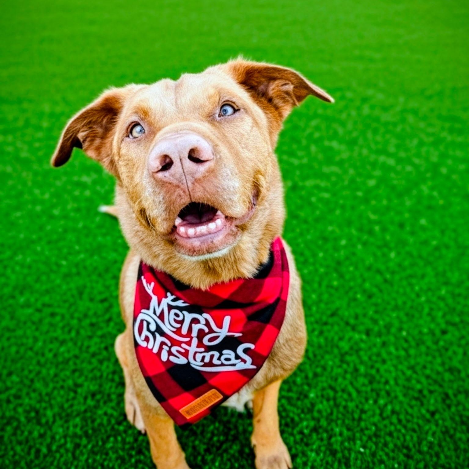 Enlarge Toby, a hold mixed breed in el cajon, CA image 1/5