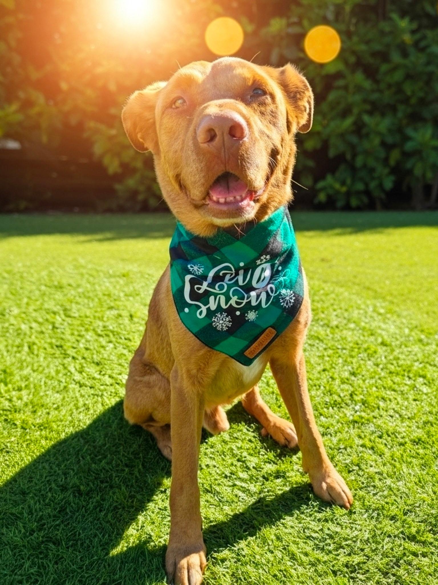Enlarge Toby, a hold mixed breed in el cajon, CA image 2/5