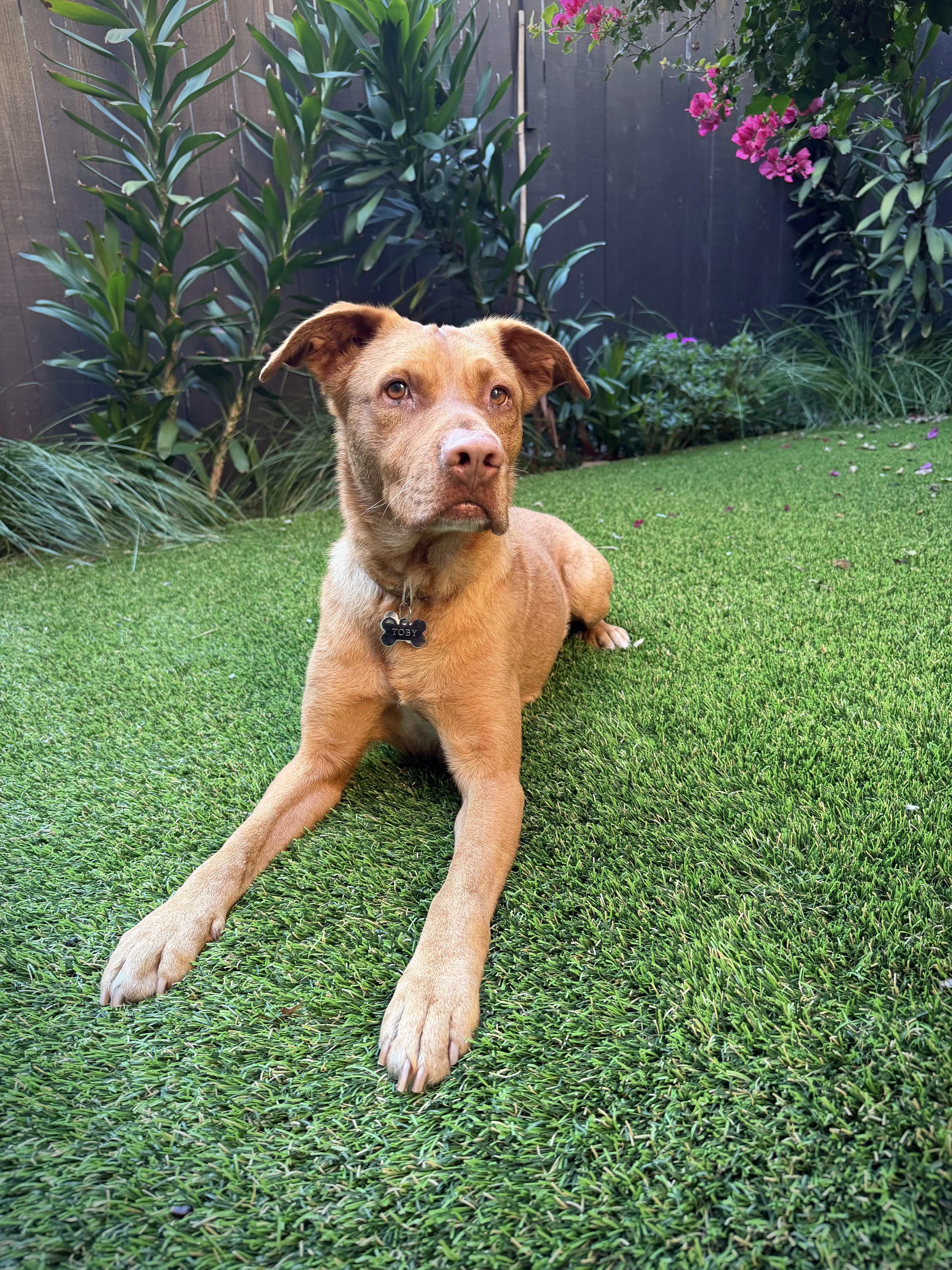 Enlarge Toby, a hold mixed breed in el cajon, CA image 3/5