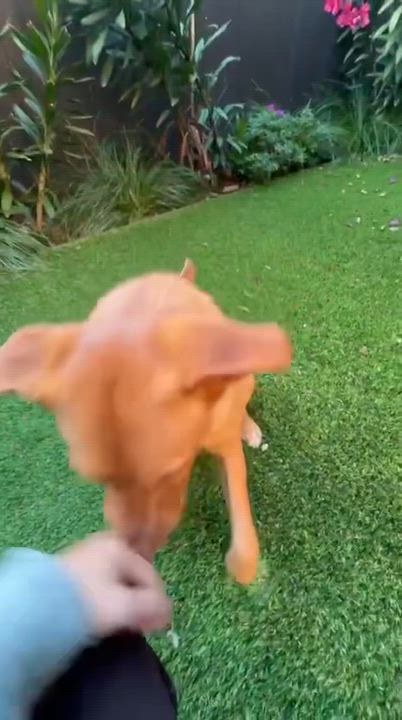 Enlarge Toby, a hold mixed breed in el cajon, CA video 5/5