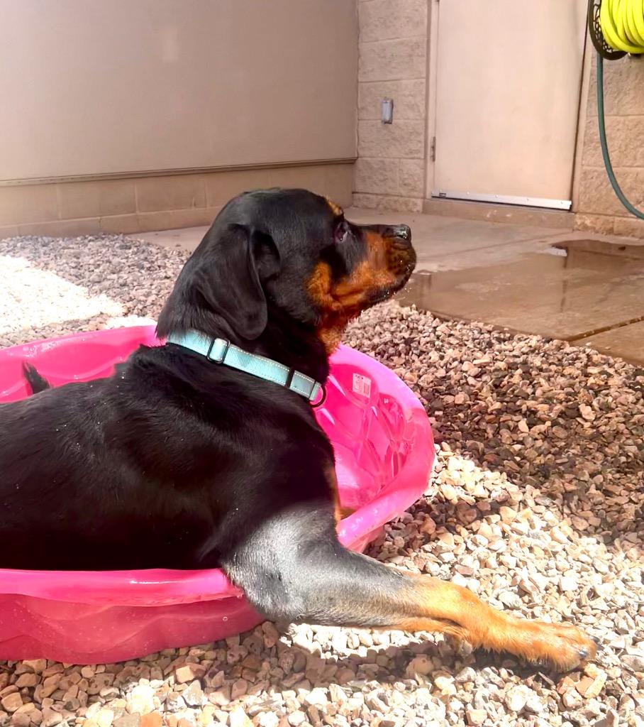 Hulk, Adoptable, Young Male Rottweiler.
