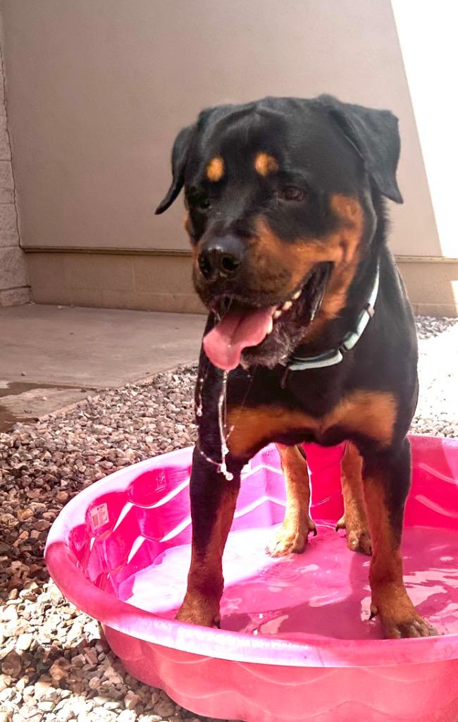 Enlarge Hulk, a Adoptable Rottweiler in Cottonwood, AZ image 2/3