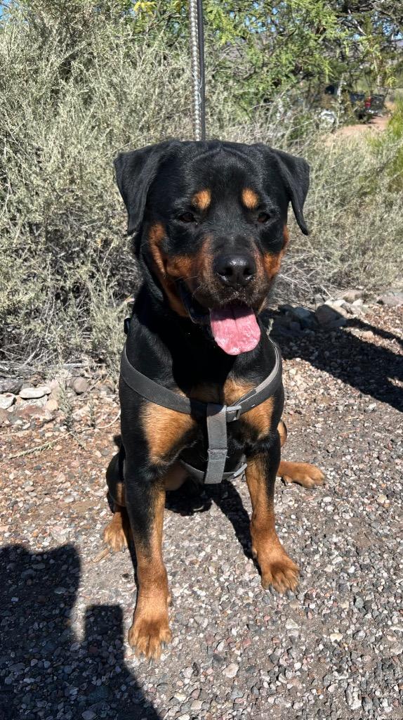 Enlarge Hulk, a Adoptable Rottweiler in Cottonwood, AZ image 3/3