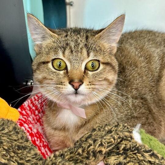 Enlarge Sapphire, a Adoptable Domestic Short Hair in Matteson, IL image 1/1