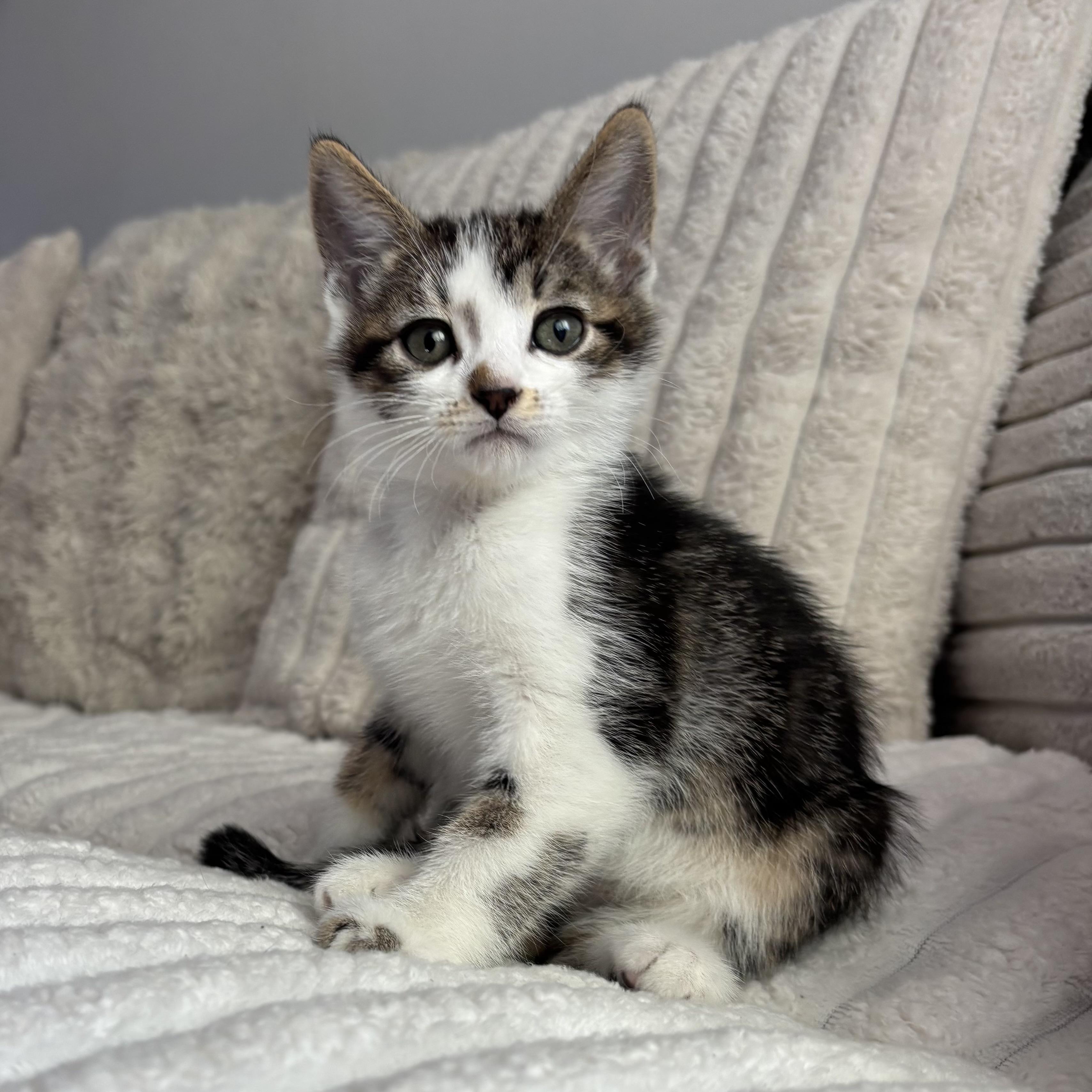 Enlarge Turkey, an adopted Domestic Short Hair in Monroe, WA image 5/6