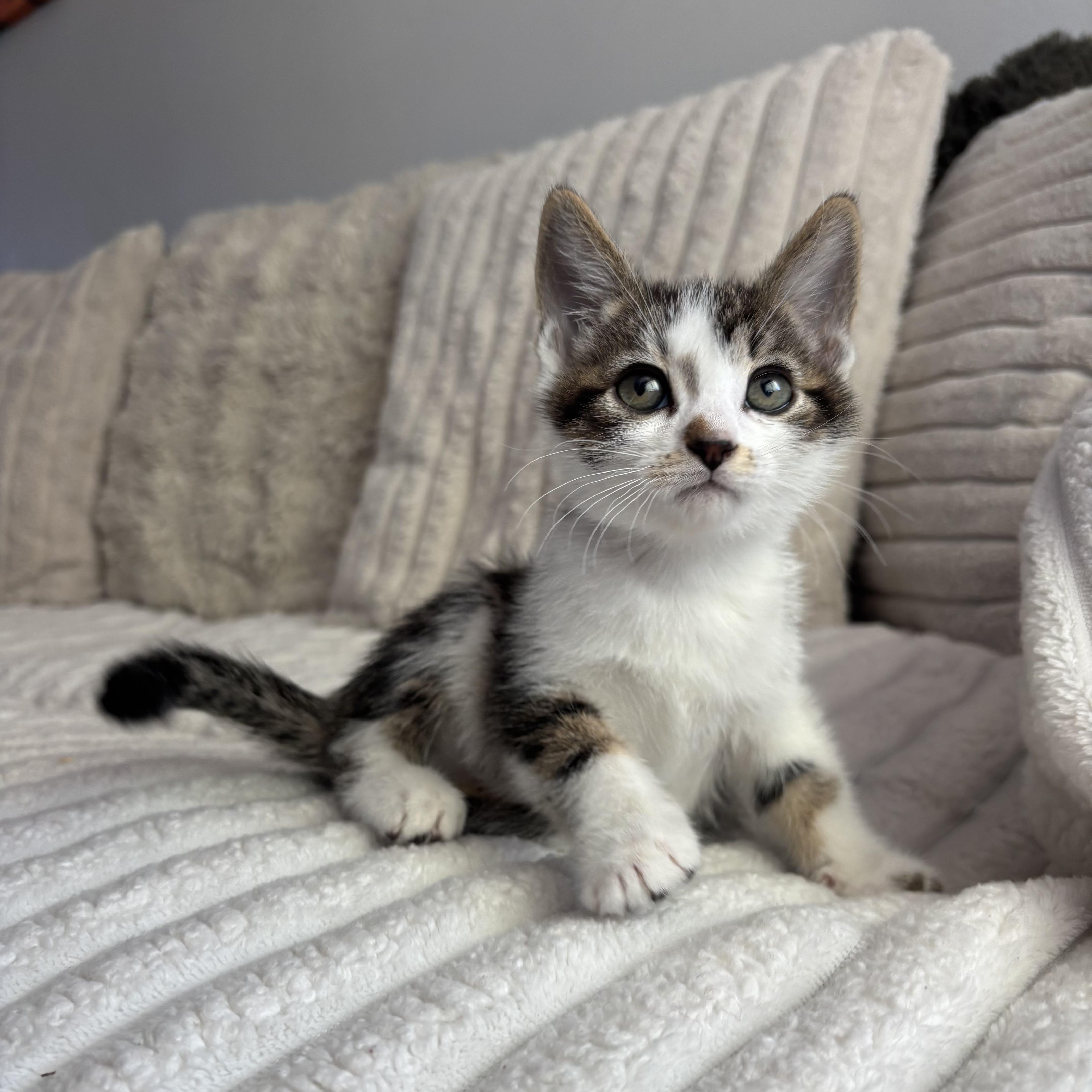 Enlarge Turkey, an adopted Domestic Short Hair in Monroe, WA image 1/6