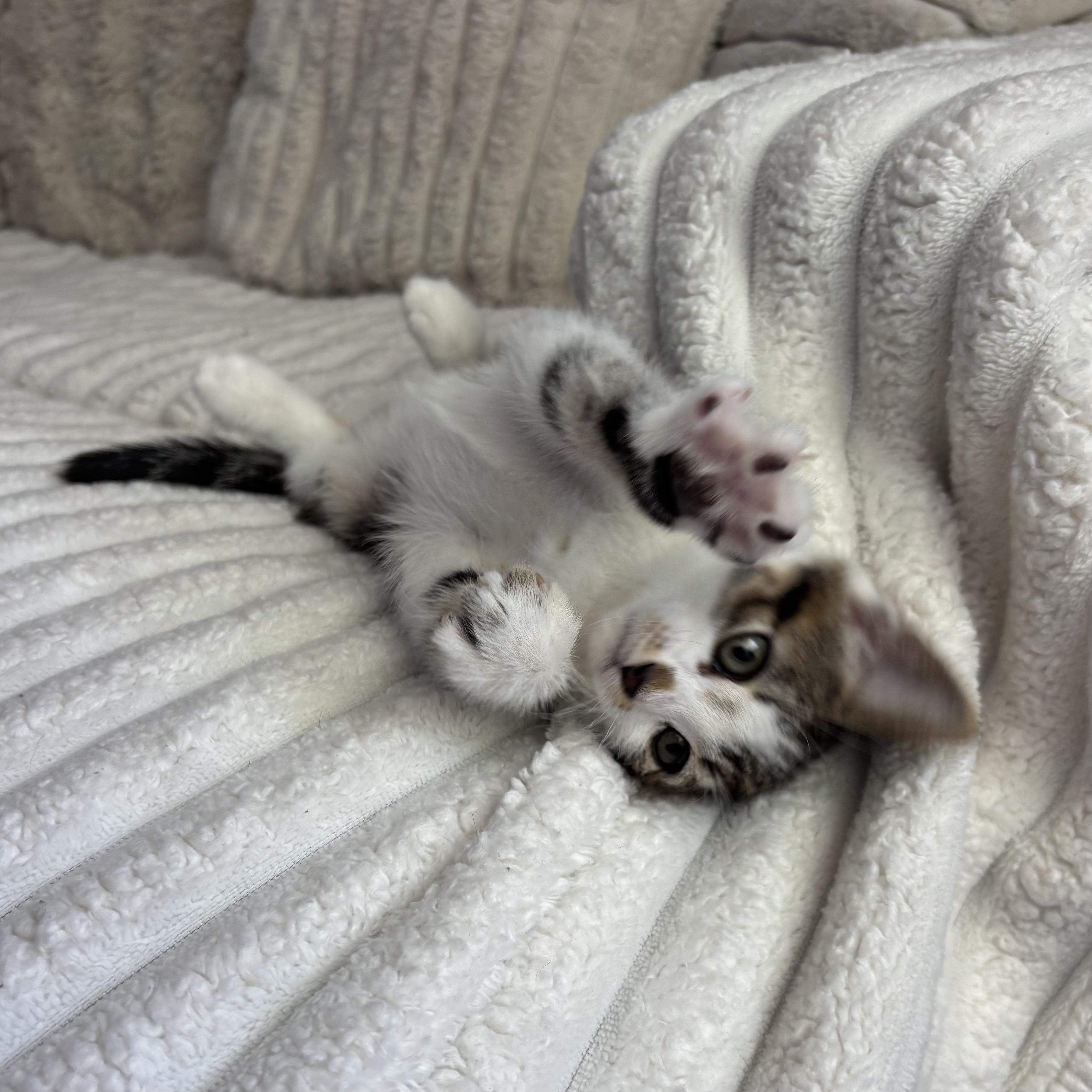 Enlarge Turkey, an adopted Domestic Short Hair in Monroe, WA image 2/6