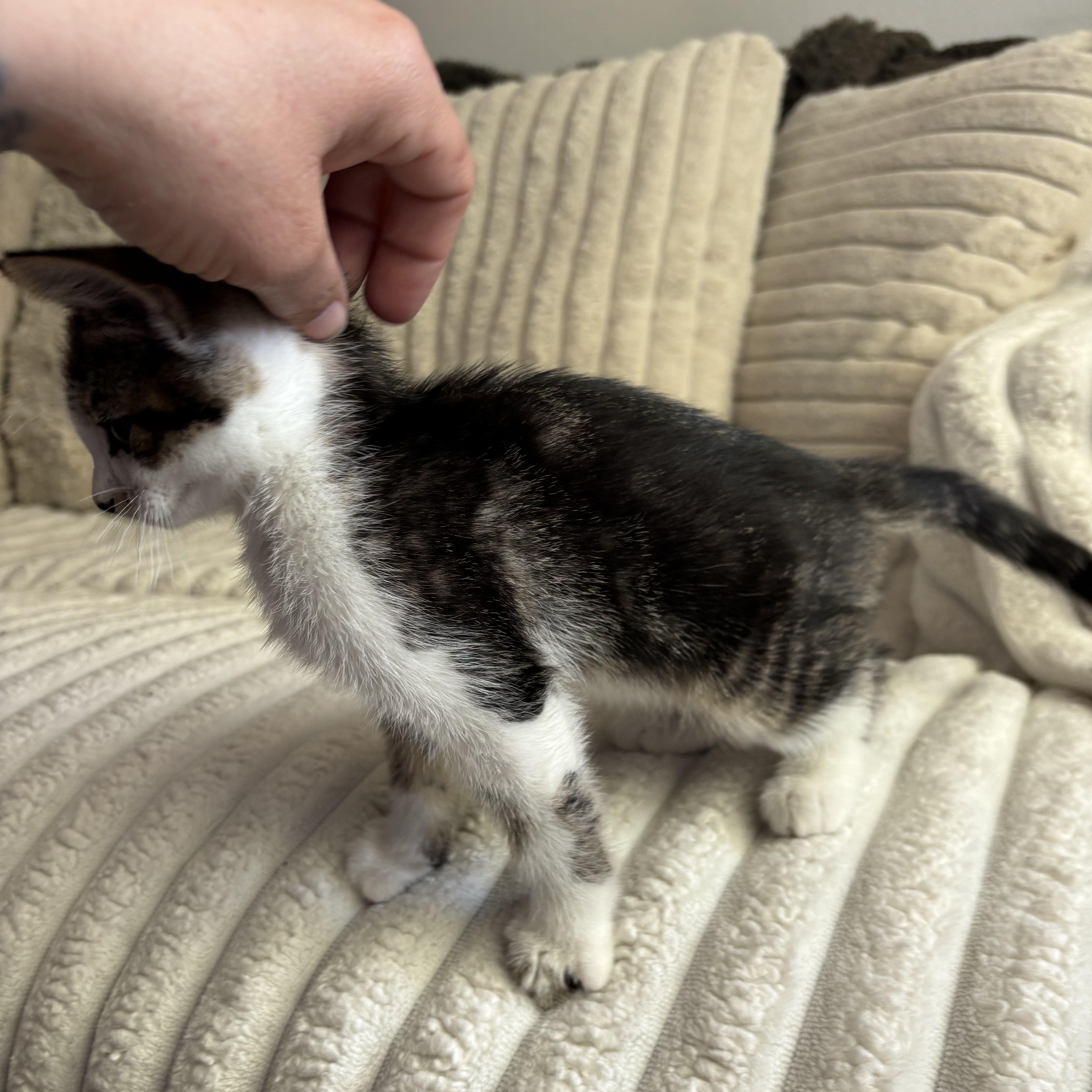 Enlarge Turkey, an adopted Domestic Short Hair in Monroe, WA image 6/6