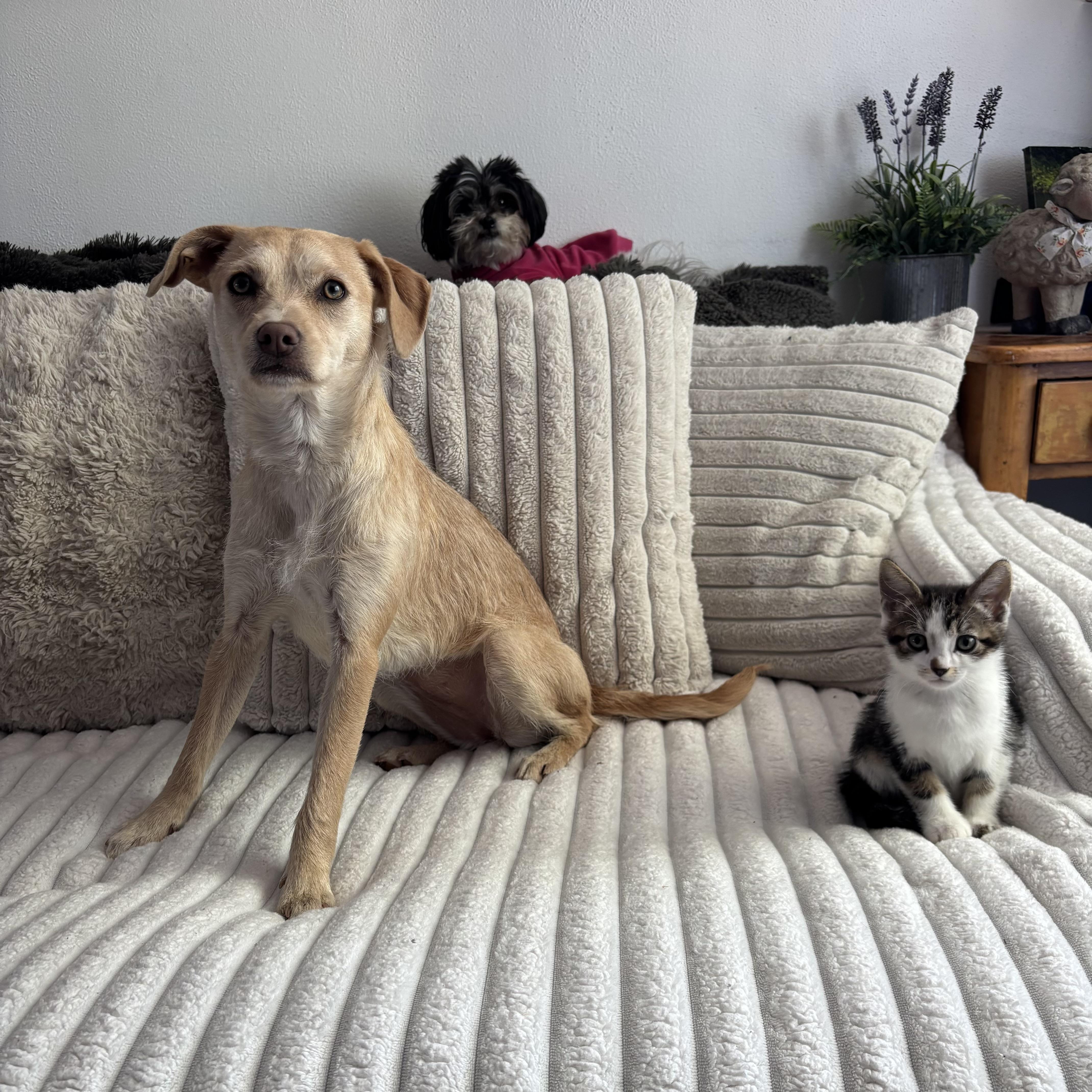 Enlarge Turkey, an adopted Domestic Short Hair in Monroe, WA image 4/6