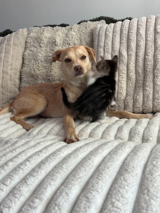 Enlarge Turkey, an adopted Domestic Short Hair in Monroe, WA video 3/6