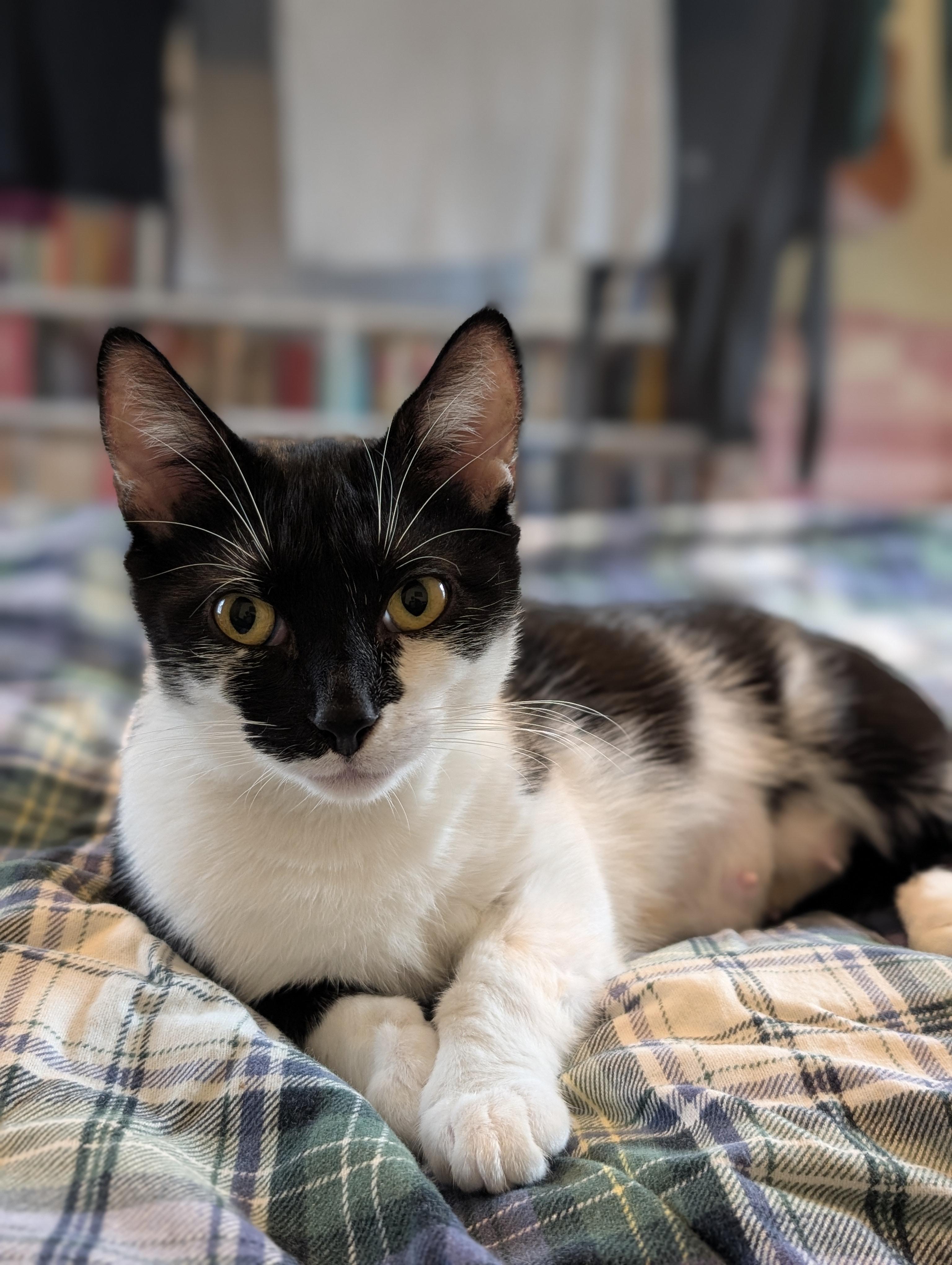 Frida, Adoptable, Adult Female Domestic Short Hair.