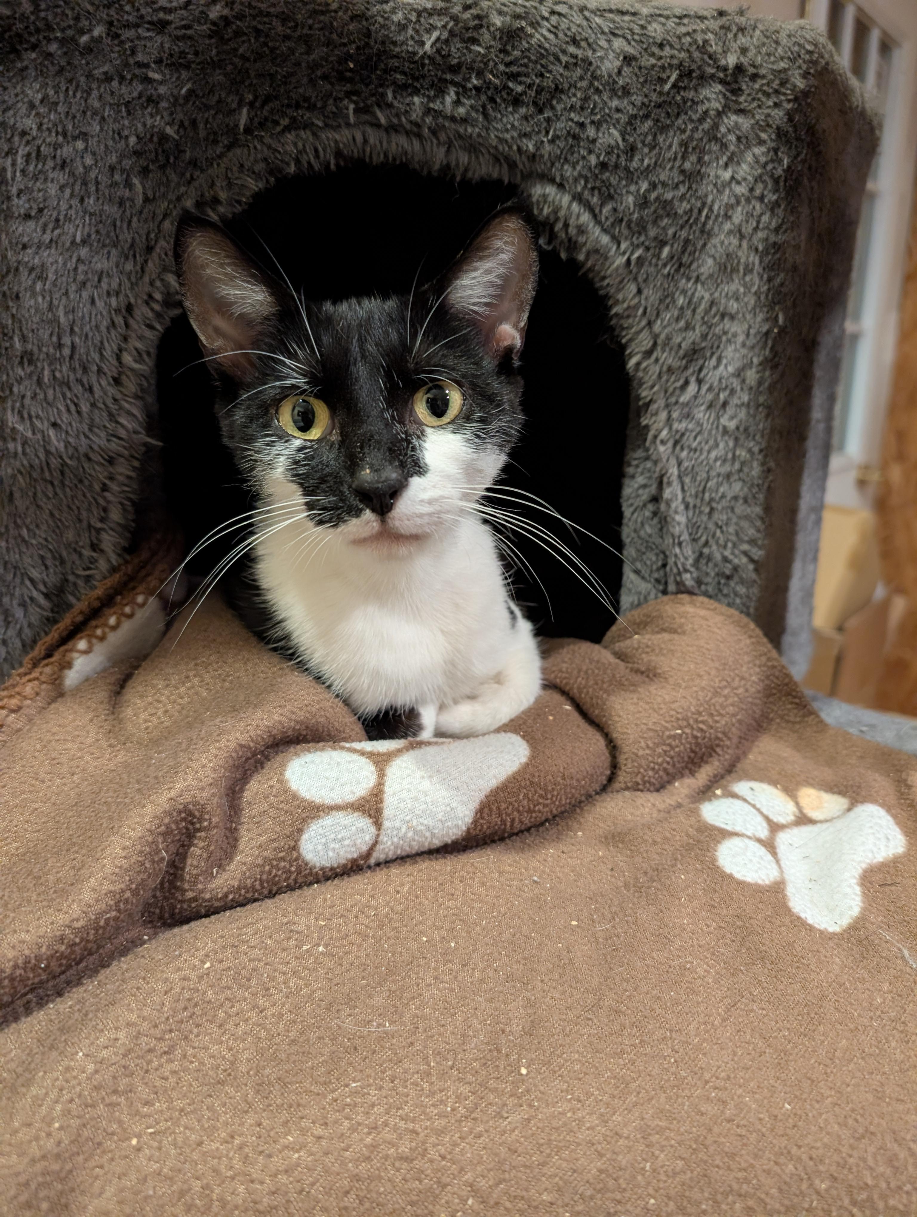 Enlarge Frida, a Adoptable Domestic Short Hair in Springfield, VT image 3/6