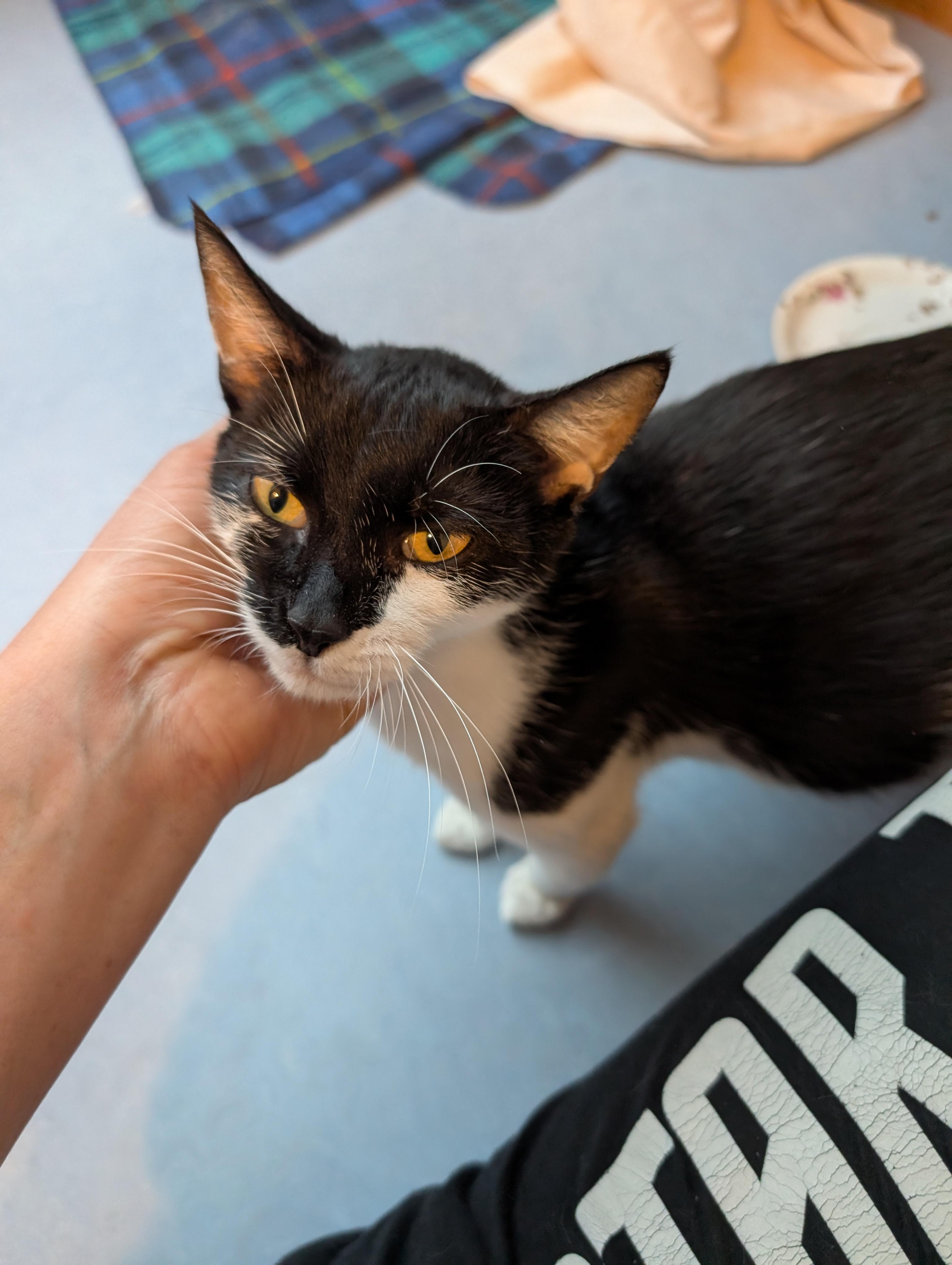 Enlarge Frida, a Adoptable Domestic Short Hair in Springfield, VT image 6/6