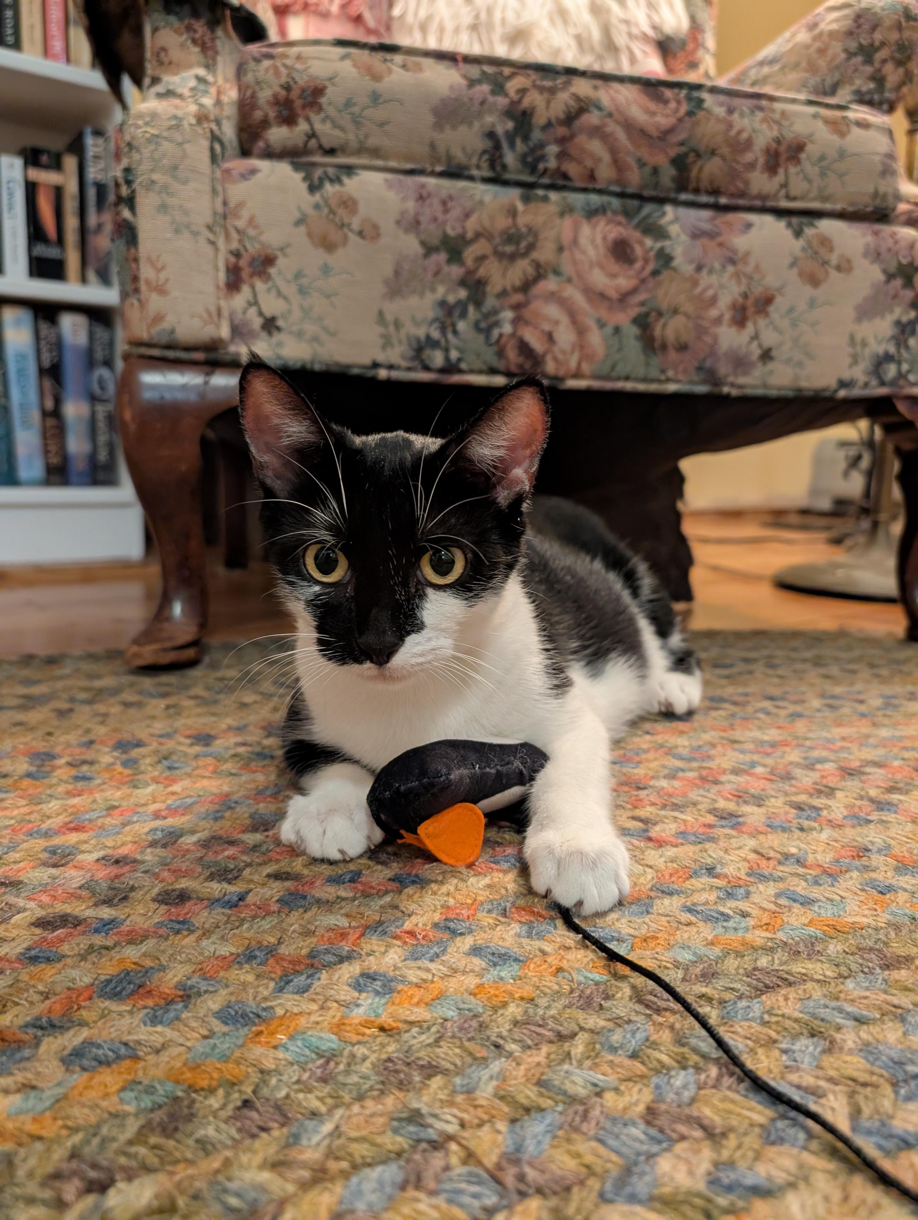 Enlarge Frida, a Adoptable Domestic Short Hair in Springfield, VT image 5/6
