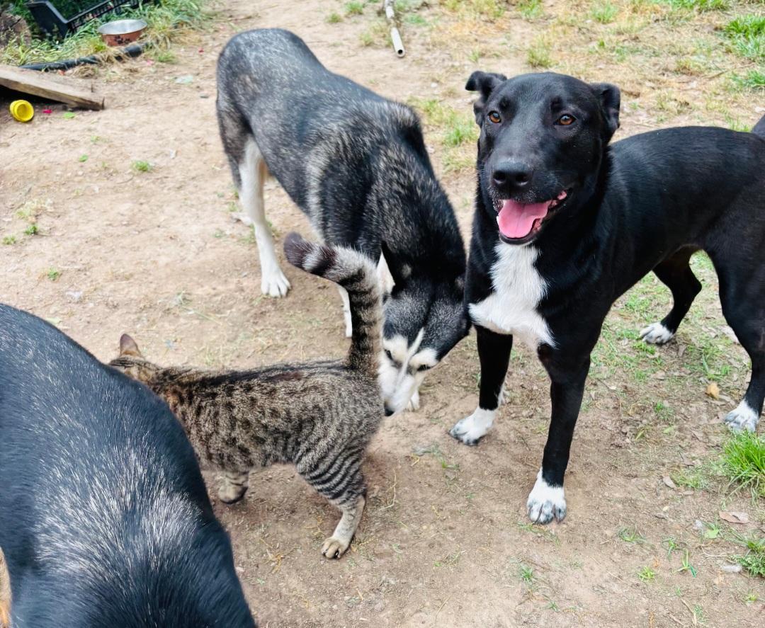 Cinderella thumbnail 6