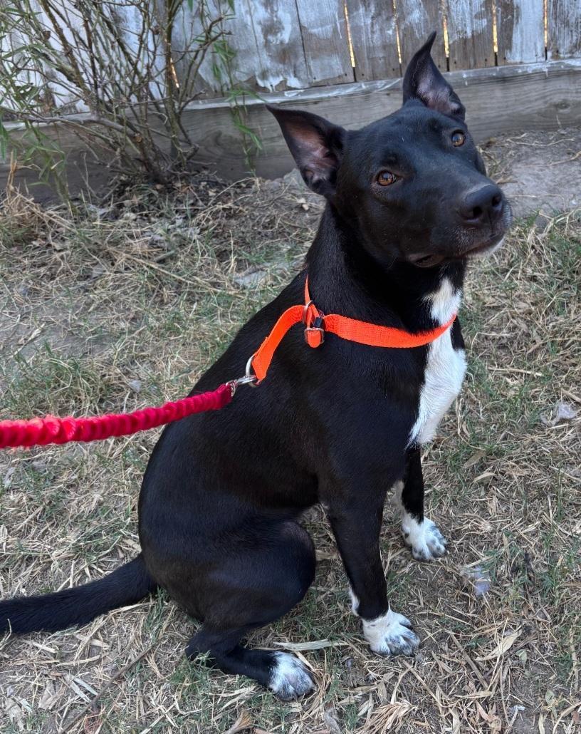 Cinderella thumbnail 5